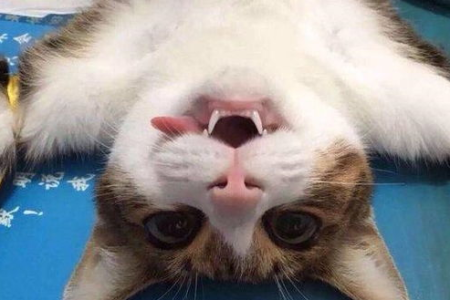 彻底解决：做过绝育的猫咪为什么老是乱尿床？