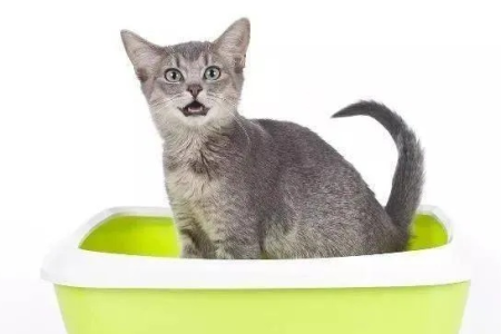 洗漱时猫总在旁边盯着？猫咪的古怪行为你了解吗？