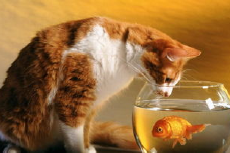 猫咪为什么总闻？揭秘陌生环境下的猫行为