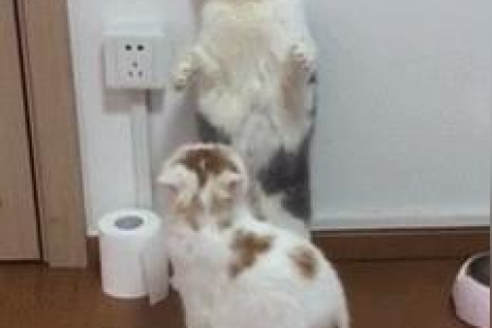 加菲猫为什么不喜欢猫窝？铲屎官必看！