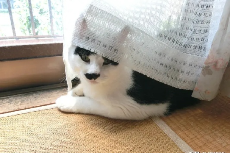 猫咪闻腋下汗味的原因：是好奇还是另有隐情？