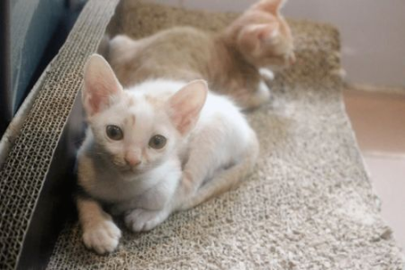 想买七八个月大的猫？先了解这些潜在坏处！