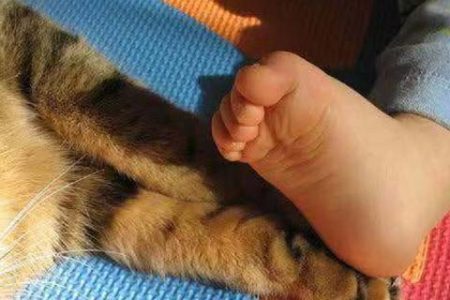 猫咪对你的腋窝情有独钟？这可不是偶然！