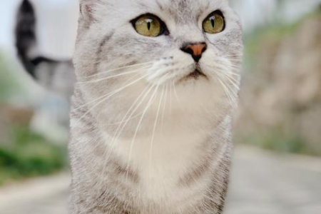 猫咪在太空包里拉屎的可能性有多大？
