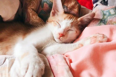 猫咪半夜闻你呼吸，它到底在想什么？深度解读猫咪行为