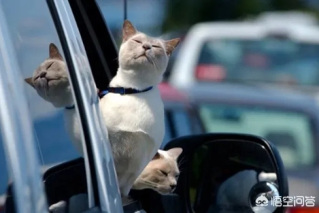 宠物猫晕车怎么办？有效解决猫咪晕车问题的妙招