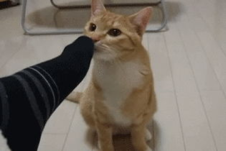 猫闻着闻着就张嘴了？这可不是它觉得臭哦