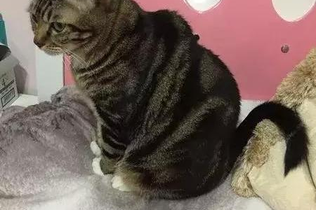 宠物猫需不需要打狂犬疫苗？猫咪打疫苗的必要性及好处