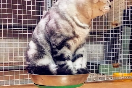 6个月猫咪体重标准是多少斤？不同品种猫咪体重差异大吗？