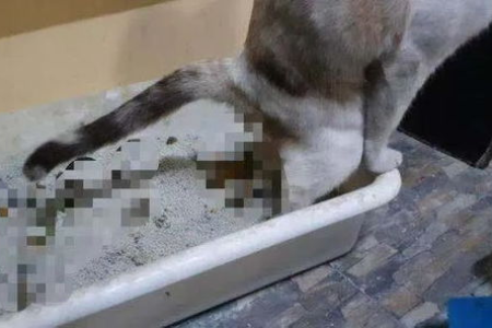 家里猫拉屎后总闻，这行为代表着什么？