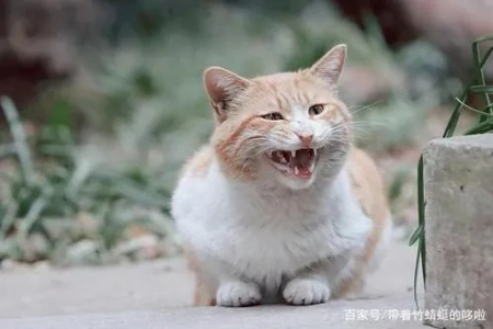 为什么我的猫老是叫个不停？有效解决猫咪持续叫声问题