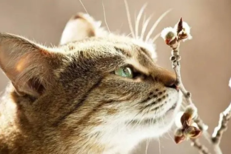 猫咪的嗅觉有多厉害？为什么它们总爱闻来闻去