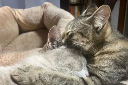 五个月大的猫咪带回家后还能变亲人吗？有哪些小技巧？