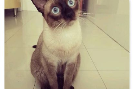 暹罗猫可以遛吗？揭秘暹罗猫像狗的性格秘密