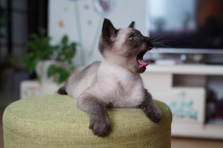 暹罗猫为什么叫挖煤工？揭秘猫咪毛色变化的秘密