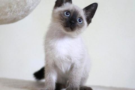暹罗猫是猫界的另类？它为何像狗一样粘人？