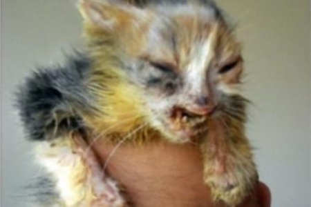 猫为什么叼虫子给主人？这背后隐藏的秘密是什么？