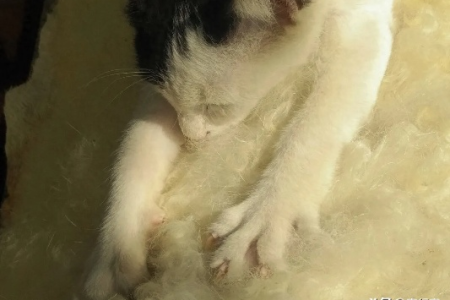 猫咪踩奶时为啥流口水？这正常吗？
