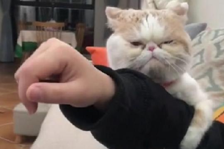猫咪长时间独自在家会抑郁吗？如何让猫咪在家不感到孤单