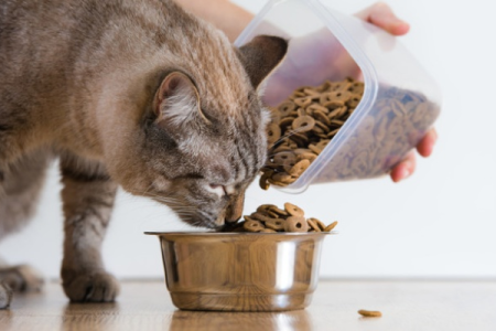 想找人上门喂猫，安全吗？如何保障猫咪的安全？