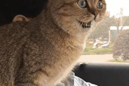 你的猫咪有应激反应吗？了解猫咪应激反应及预防措施很重要