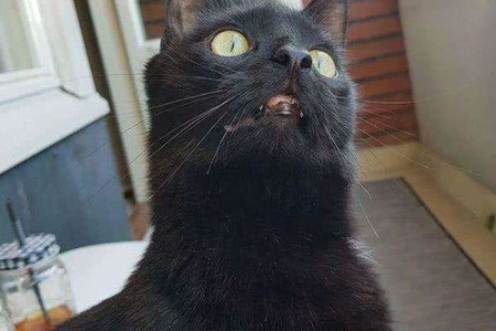 野猫为什么没有应激反应？揭秘野外生存的生存智慧！