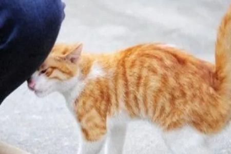 流浪猫围着腿转，是求助还是示好？原因揭秘
