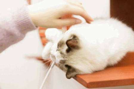 猫咪抓你头发说明什么？几种原因你需要知道