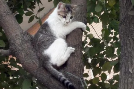 家猫上树下不来会饿死吗？多久需要救援？