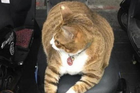 车内缺氧猫咪会憋死吗？如何保障猫咪乘车安全？