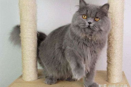 想养矮脚蓝猫？先了解这些饲养难题和潜在风险