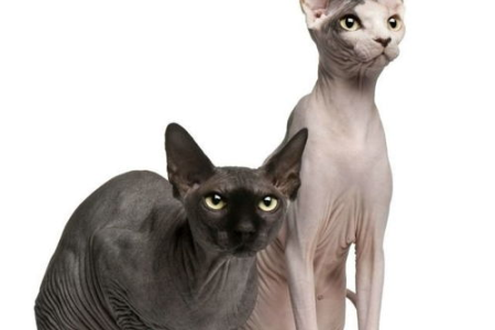 天冷了，斯芬克斯猫竟然长毛了？教你正确护理方法！