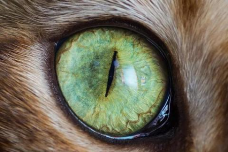 猫眼为什么在黑暗中发光？这和它们独特的视网膜有关！