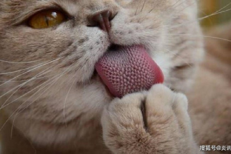 家猫倒刺的秘密：繁殖还是疾病？铲屎官必看！