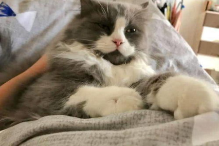 折耳猫睡在枕头边是什么原因？主子的小心思