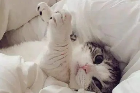 猫咪喜欢踩你的枕头？答案可能让你意想不到！