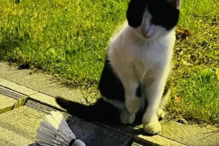 为什么猫咪对球和羽毛如此着迷？探索猫咪行为