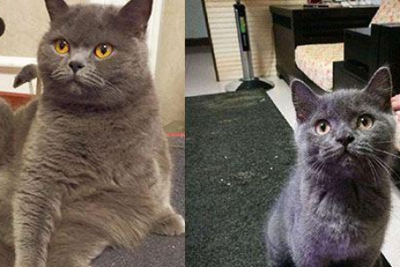 英短蓝猫胡子变白：遗传、衰老还是其他原因？