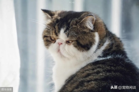 扁脸猫猫身价不菲？看看这些原因你就明白了