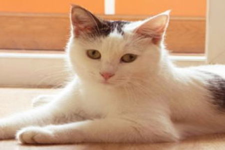 黄白色猫咪品种大揭秘，你家的猫咪是什么品种？