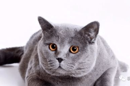 温柔猫咪排行榜：最温顺的猫品种推荐及排名