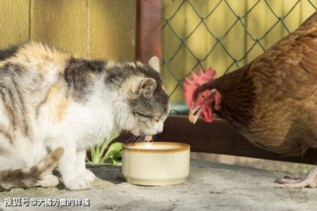 家猫会吃活鸡吗？揭秘猫咪捕猎和饮食习惯