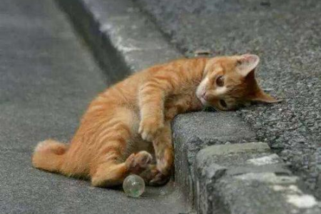 那些害怕人类的流浪猫：它们的故事与生存挑战