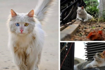流浪猫难以亲近的原因是什么？教你如何改善与猫咪的关系