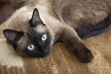 暹罗猫为什么会变越来越黑？揭秘猫咪毛色变深的原因