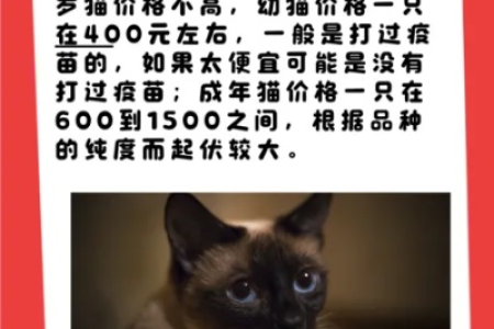 暹罗猫价格低廉的背后真相，你了解多少？
