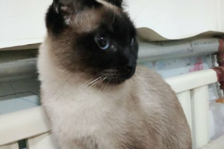 暹罗猫为何如此贵？揭秘高价背后的真实原因