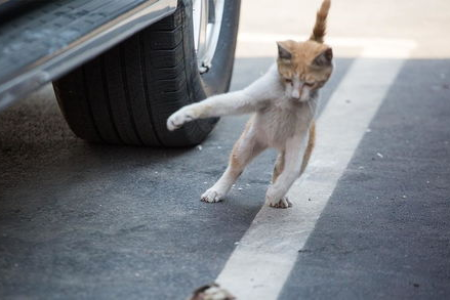 猫为什么把抓的老鼠带回家？这背后隐藏着什么秘密？