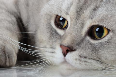 为什么我家折耳猫需要绝育？这几个原因你必须重视！