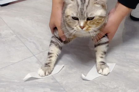 解密猫咪奇葩行为：粘上胶带为何会跳？